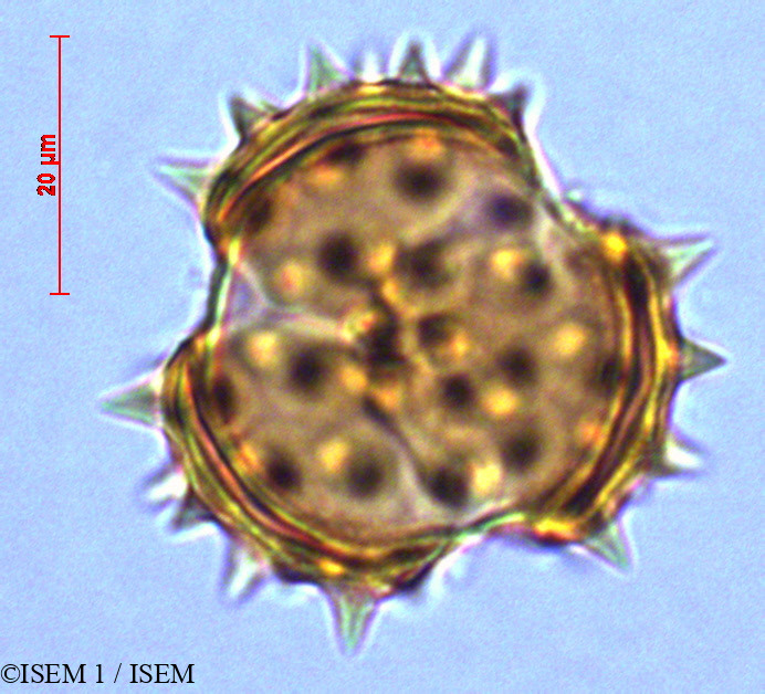 ISEM 1/Gynoxys_buxifolia_29039/Gynoxys_buxifolia_29039_0002(copy).jpg